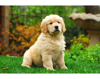 ふわふわのゴールデン レトリバーの子犬 - 犬 - 犬のアート写真 - 動物