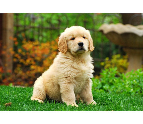 Fluffy Golden Retriever Puppy Dog Print 