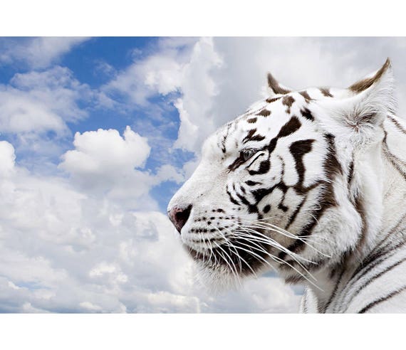 Beautiful White Bengal Tiger Tiger Poster Animal Poster Wildlife Photo  Digital Download 