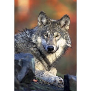 Beautiful Grey Wolf Portrait - Wolf Poster - Wolf Photo - Wildlife Animal Image