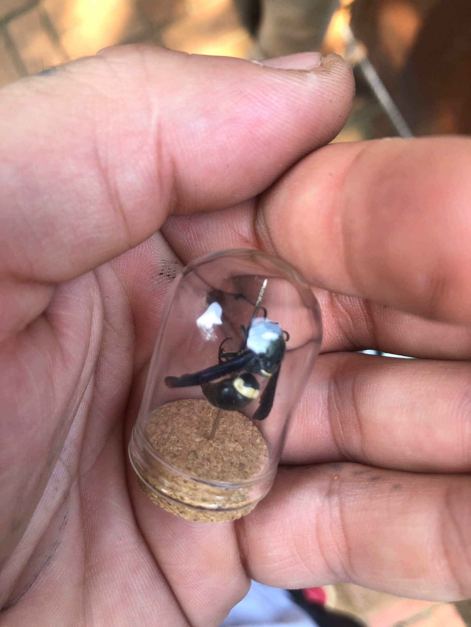 Two Piece Insect Jar Collection Etsy