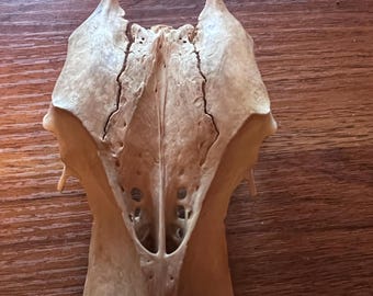 Chicken pelvis