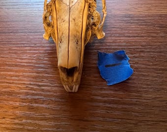 Rabbit skull | bones | bunny | decor | natural | sustainable art