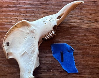 Rabbit skull | bones | bunny | decor | natural | sustainable art | Lower jaw