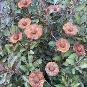 Set of 10 Rusty Metal Poppy Garden Stakes: Outdoor Metal Flower Decor