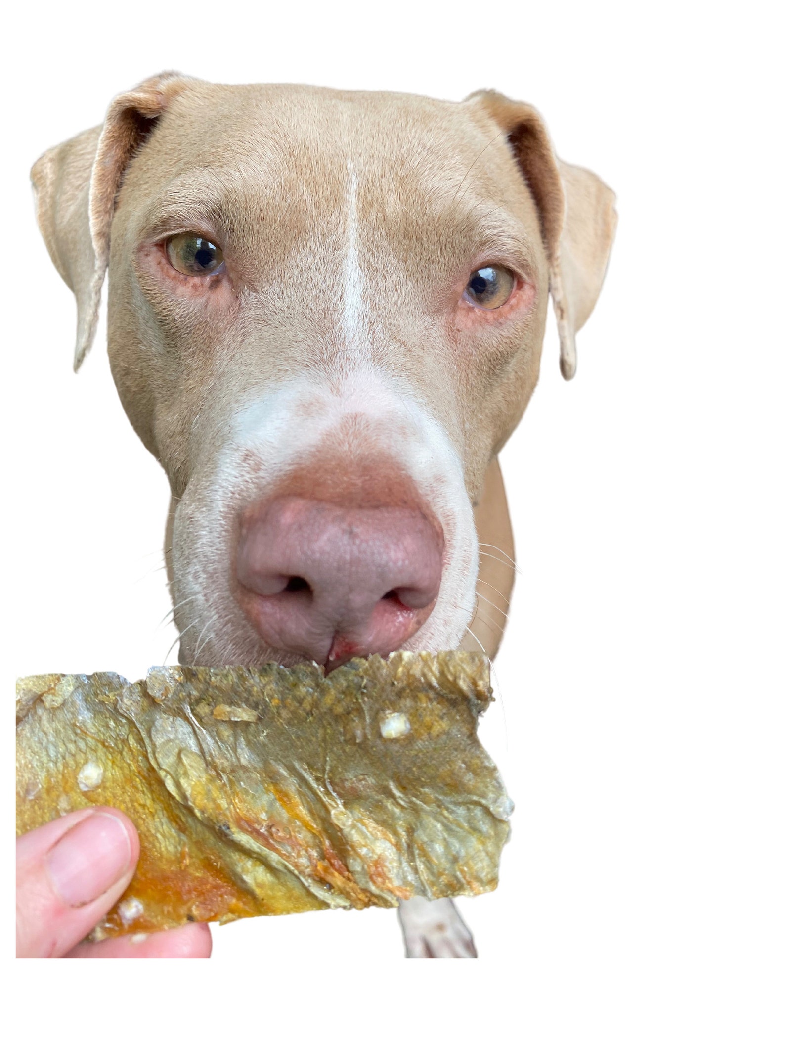 Fish Chips Dog Treats Etsy