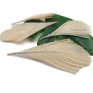 Peacock feathers