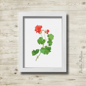 May include: Cross stitch pattern of a red geranium flower with green leaves. The pattern is framed in a white frame.