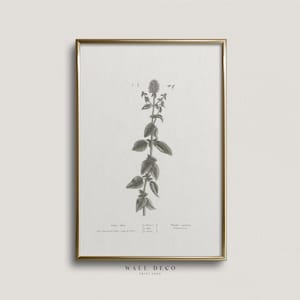 Vintage Mint Botanical Print: Kitchen Herb Illustration (Digital Download)