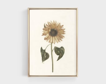 Vintage Sunflower Print, Botanical Illustration, Sunflower Drawing, Vintage Flower Poster, Minimalist Wall Art, Digital Printable Wall Art