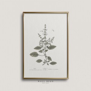 Vintage Basil Botanical Print: Kitchen Herb Illustration (Digital Download)