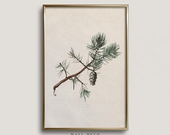 May include: A framed botanical print featuring a detailed illustration of a pine branch with green needles and a pine cone. The artwork has a vintage aesthetic, with a neutral background and a gold frame. The print is labeled "WALL DECO PRINT SHOP".