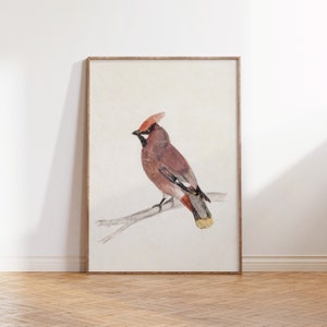 Vintage Bird Cardinal Watercolor Painting, Rustic Winter Bird Art Print, Antique Christmas Holiday Digital Printable Wall Decor image 7