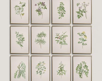 Vintage Botanical Prints Set of 12: Antique Floral Gallery Wall Art (Digital Download)