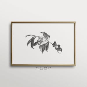 Botanical Ink Print - Monochrome Flower Illustration, Vintage Floral Drawing Art, Antique Botanical Sketch, Digital Printable Wall Decor