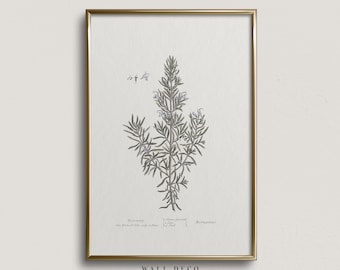 Vintage botanische print rozemarijn: illustratie keukenkruid (digitale download)