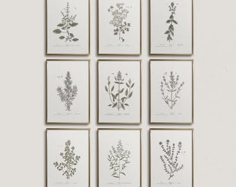 Vintage Kitchen Herb Prints: Botanical Farmhouse Wall Art Set (Digital Download)