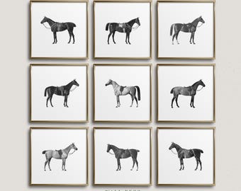 Vintage Horse Illustration Art Prints, Equestrian Gallery Wall Set (Digital Download)