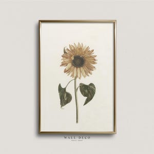 Vintage Sonnenblume Zeichnung Druck, Antike Blumenillustration, Botanische digital druckbare Wand-Dekor, moderne Bauernhaus herunterladbare Wandkunst
