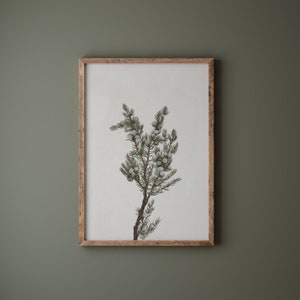 K&ouml;nnte beinhalten: Eine gerahmte botanische Illustration eines Wacholderzweigs mit gr&uuml;nen Bl&auml;ttern und kleinen blauen Beeren.