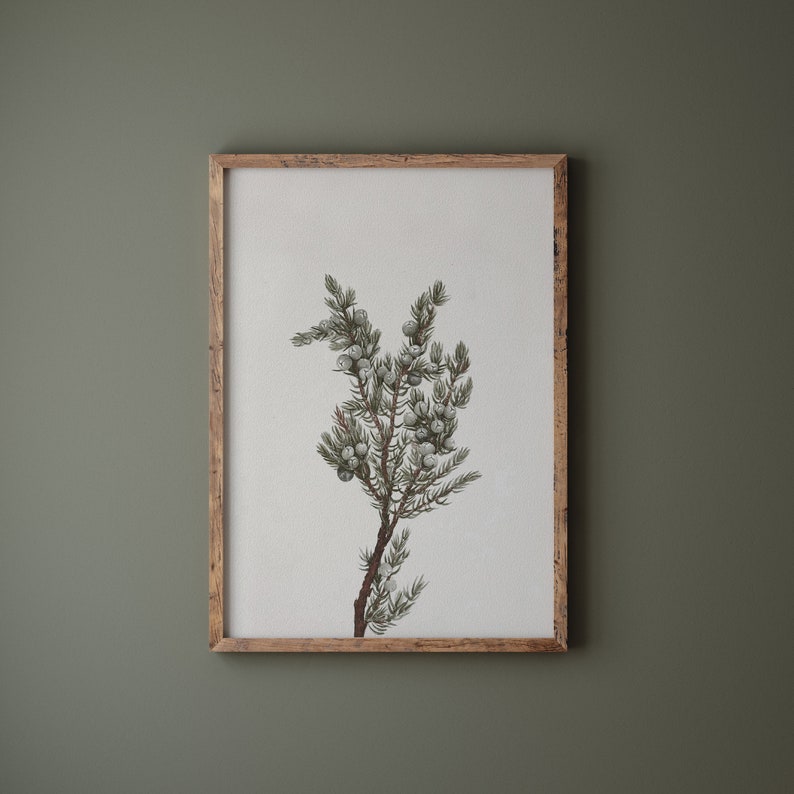 K&ouml;nnte beinhalten: Eine gerahmte botanische Illustration eines Wacholderzweigs mit gr&uuml;nen Bl&auml;ttern und kleinen blauen Beeren.