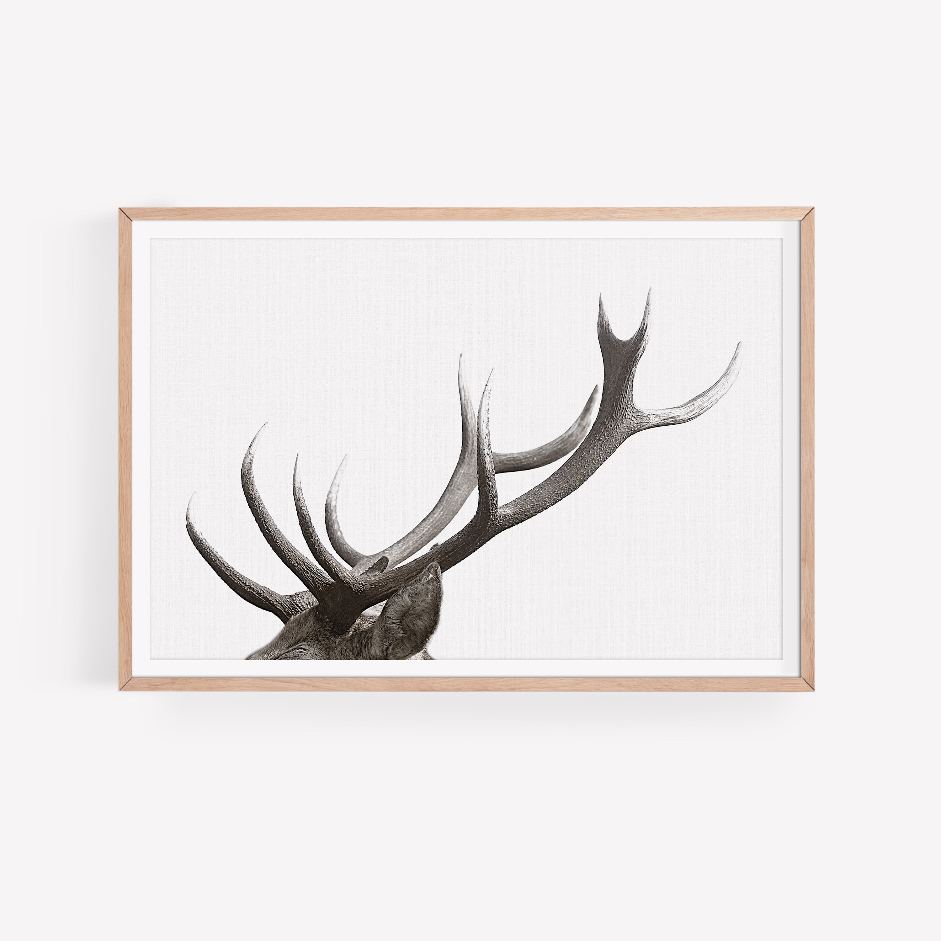 Stag Deer Antler Wall Art Forest Animals Photography Etsy