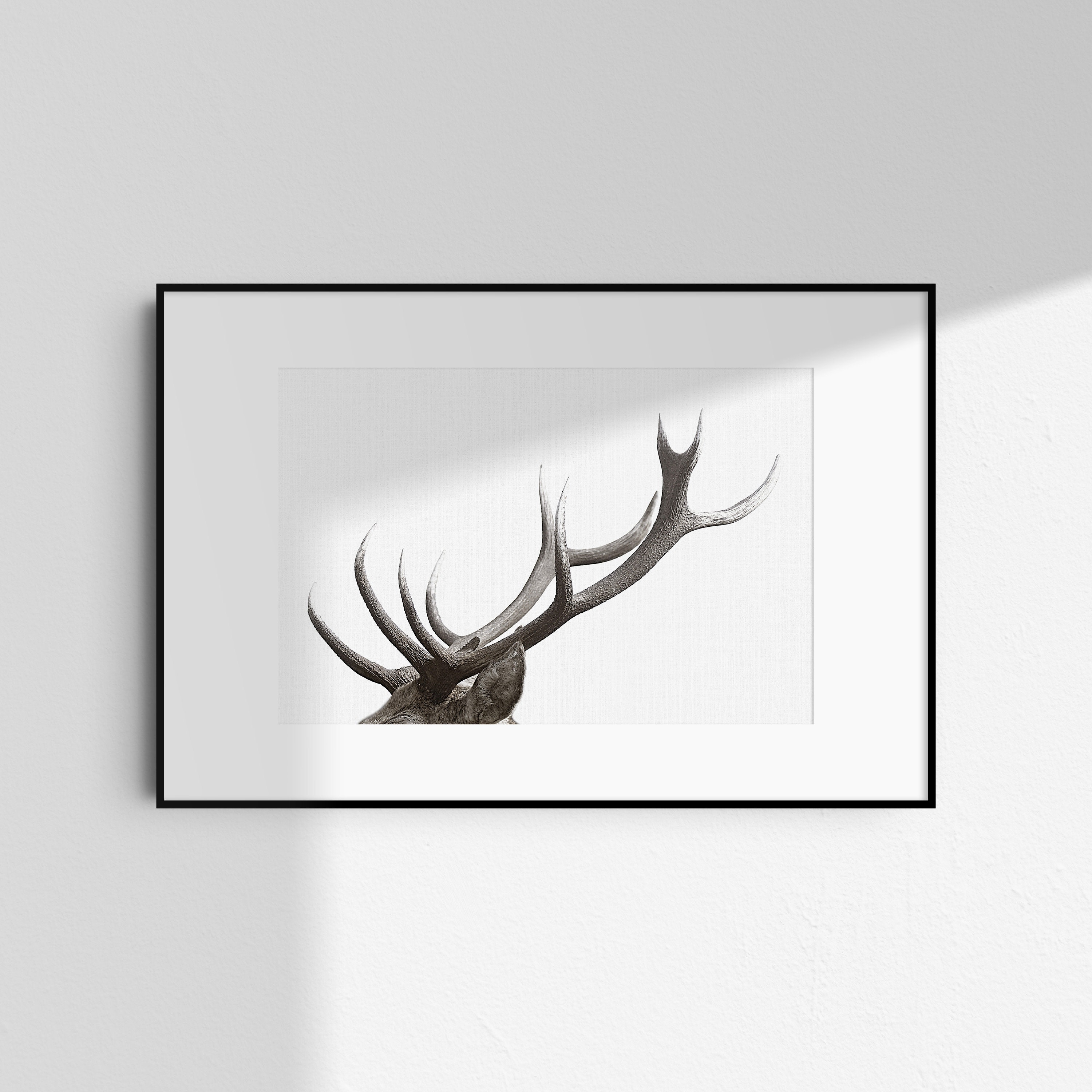 Stag Deer Antler Wall Art Forest Animals Photography Etsy