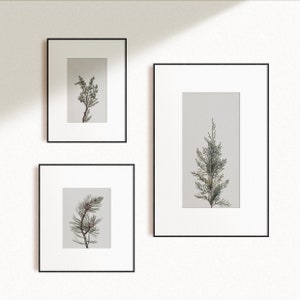 K&ouml;nnte beinhalten: Drei schwarze gerahmte Drucke mit wei&szlig;en Passepartouts und einem hellgrauen Hintergrund. Die Drucke zeigen botanische Illustrationen verschiedener Arten von Nadelb&auml;umen.