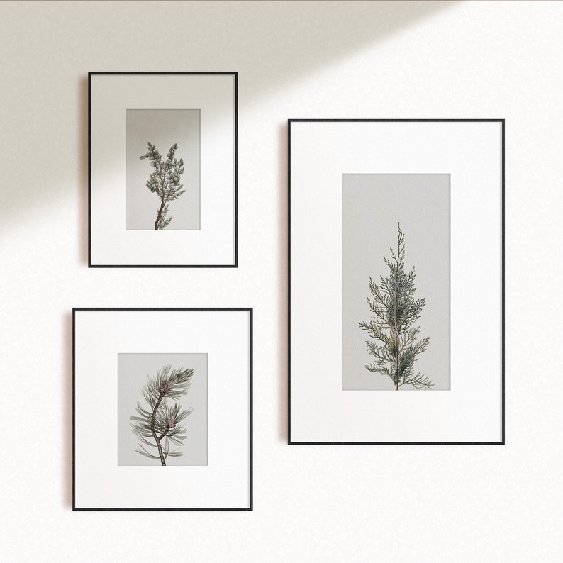 K&ouml;nnte beinhalten: Drei schwarze gerahmte Drucke mit wei&szlig;en Passepartouts und einem hellgrauen Hintergrund. Die Drucke zeigen botanische Illustrationen verschiedener Arten von Nadelb&auml;umen.