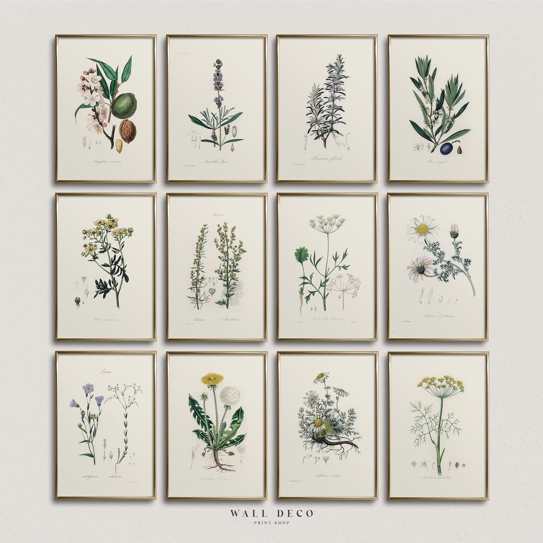 Vintage Botanical Gallery Wall Art, Antique Floral Illustration Prints ...