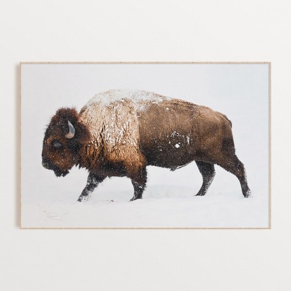 Buffalo Print, Snowy Bison Wall Art, Animal Photography, Scandinavian Wall Decor, Nursery Wall Art, Boho Print, Digital Printable Wall Art