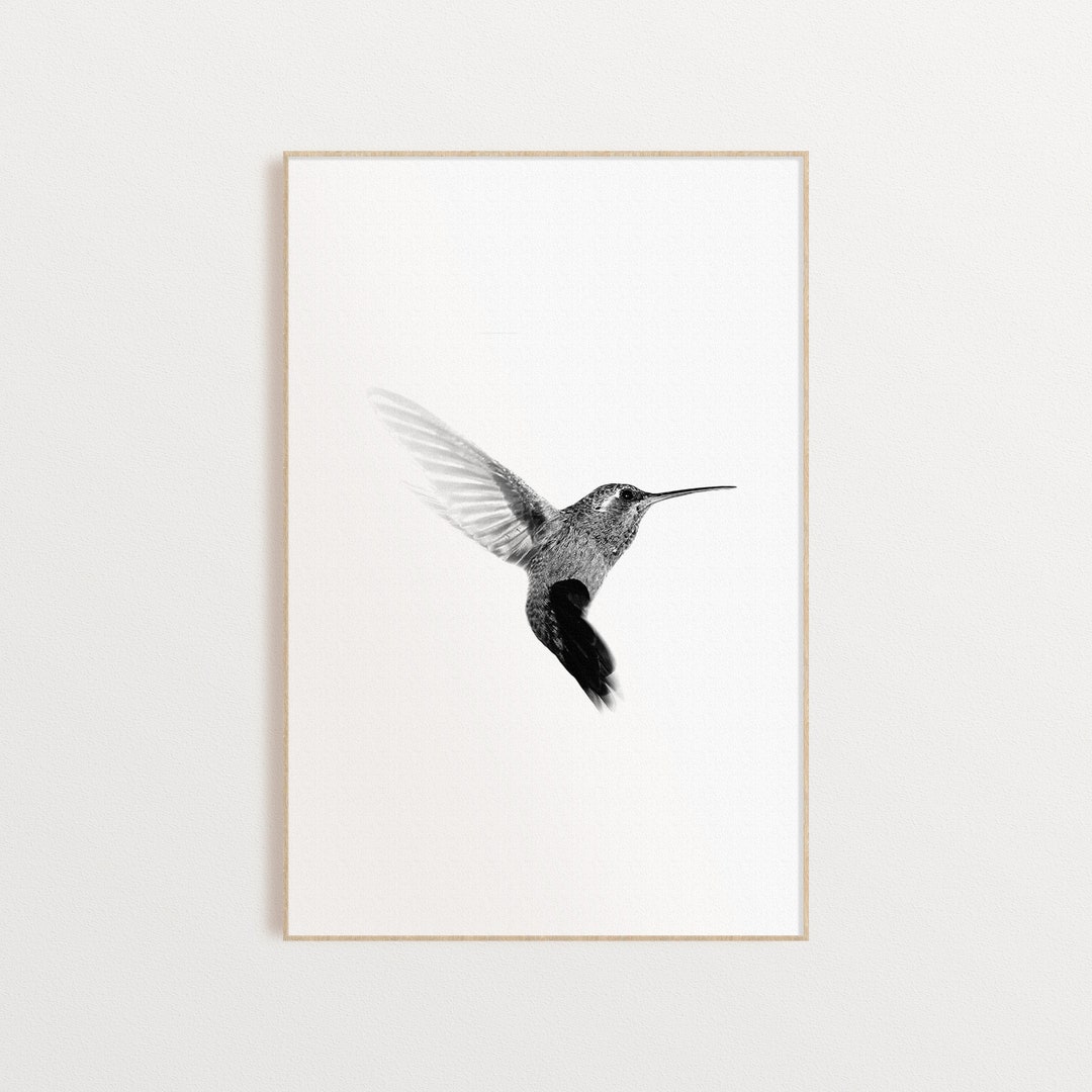 Impresión de colibrí en blanco y negro de aves - Etsy España