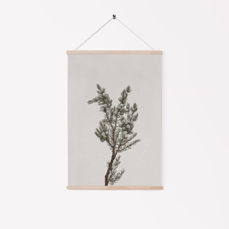 K&ouml;nnte beinhalten: Eine botanische Illustration eines Wacholderzweigs mit gr&uuml;nen Bl&auml;ttern und blauen Beeren. Die Illustration ist auf Leinwand gedruckt und mit einem Holzrahmen gerahmt.