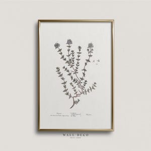 Vintage Thyme Botanical Print: Kitchen Herb Wall Art (Digital Printable)