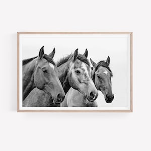 Horses Printable, Black and White Horse Wall Art Animal Photography ...