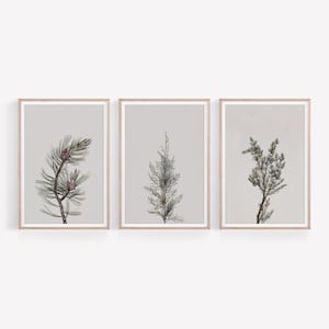 K&ouml;nnte beinhalten: Set aus drei gerahmten botanischen Drucken mit verschiedenen Arten von immergr&uuml;nen Zweigen. Die Drucke sind im minimalistischen Stil mit einem hellgrauen Hintergrund und einem d&uuml;nnen Holzrahmen gehalten.
