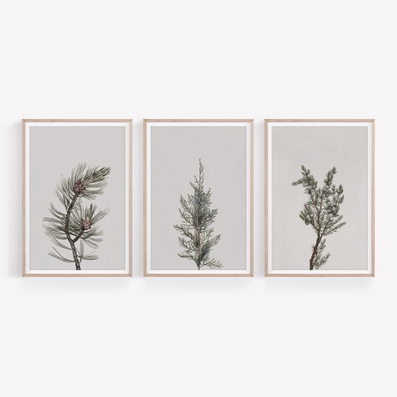 Vintage Botanical Winter Prints Set: Pine Branch Drawings (Digital Printable)