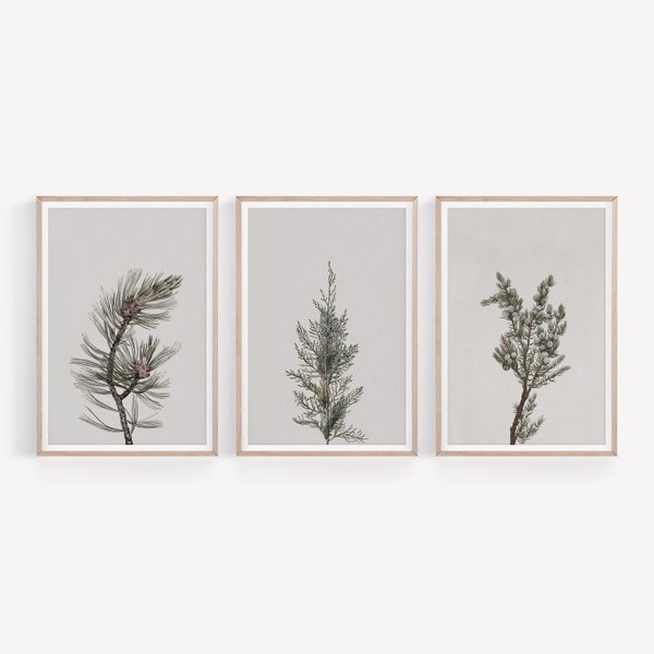 Vintage botanische winterprints set, set van 3 landvakanties kunst aan de muur, Pine Tree Branch tekeningen, digitaal afdrukbaar