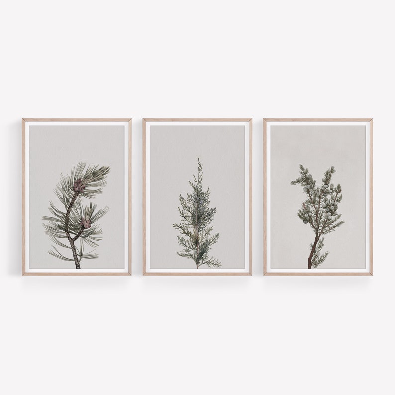 K&ouml;nnte beinhalten: Set aus drei gerahmten botanischen Drucken mit verschiedenen Arten von immergr&uuml;nen Zweigen. Die Drucke sind im minimalistischen Stil mit einem hellgrauen Hintergrund und einem d&uuml;nnen Holzrahmen gehalten.