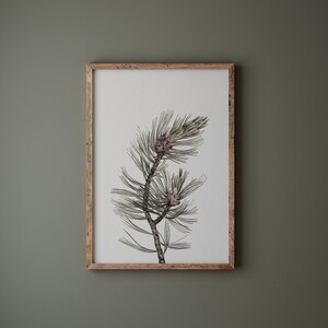 K&ouml;nnte beinhalten: Ein gerahmter Druck eines Aquarells von einem Kiefernzweig mit zwei kleinen Zapfen. Der Zweig ist gr&uuml;n und die Zapfen sind hellrosa.