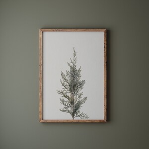 K&ouml;nnte beinhalten: Ein gerahmter Druck einer botanischen Illustration eines gr&uuml;nen Wacholderbaums mit kleinen blauen Beeren. Der Druck ist in einem hellen Holzrahmen.