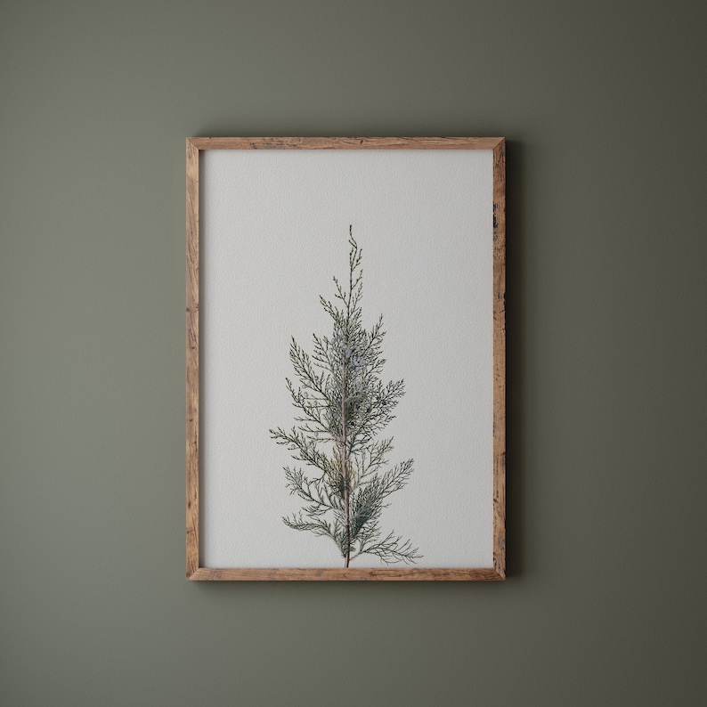 K&ouml;nnte beinhalten: Ein gerahmter Druck einer botanischen Illustration eines gr&uuml;nen Wacholderbaums mit kleinen blauen Beeren. Der Druck ist in einem hellen Holzrahmen.