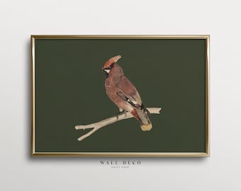 Vintage Cardinal Bird Watercolor Painting: Rustic Winter Sage Green Wall Decor (Digital Printable)