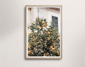 Orangenbaum, mediterrane Wandkunst, orange Wanddekor, Süd Italien Fotografie, Bauernhaus Wandkunst, Europa Reise digital druckbare