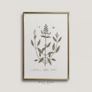 Vintage Sage Botanical Print: Kitchen Herb Art (Digital Download)