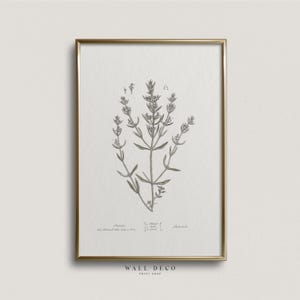 Vintage Savory Herb Botanical Print: Kitchen Wall Art (Digital Download)