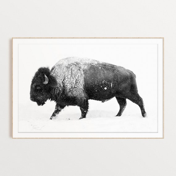 Black White Print Bison Wall Art DIGITAL |