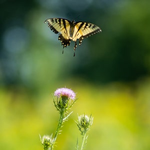 Yellow Butterfly and Milk Thistle