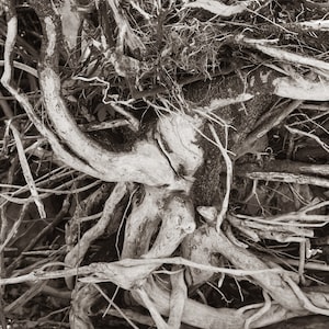 Könnte beinhalten: Nahaufnahme eines verwickelten Wurzelgeflechts, das das komplizierte Netzwerk von Ästen und Knoten zeigt. Die Wurzeln sind verwittert und grau, mit einer rauen Textur. Das Bild fängt die natürliche Schönheit des unterirdischen Systems eines Baumes ein.