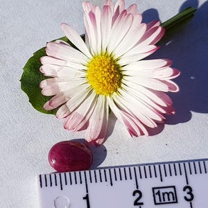 K&ouml;nnte beinhalten: Nahaufnahme eines Rubin-Cabochons, der etwa 1 cm im Durchmesser misst, neben einer wei&szlig;en Margerite mit rosa R&auml;ndern und gelber Mitte. Ein Lineal ist im Hintergrund sichtbar, mit Markierungen in Zentimetern.